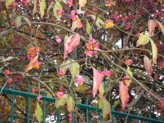 Pflanze November