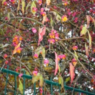 Pflanze November